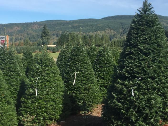 Christmas Tree Farm