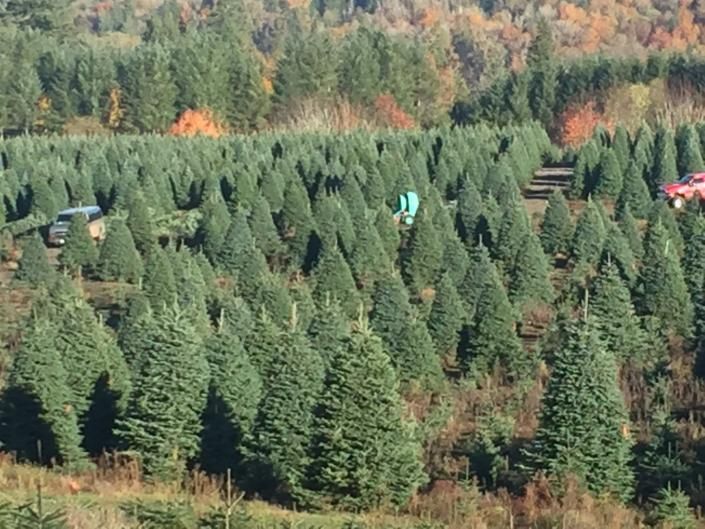 Rows of Christmas Trees