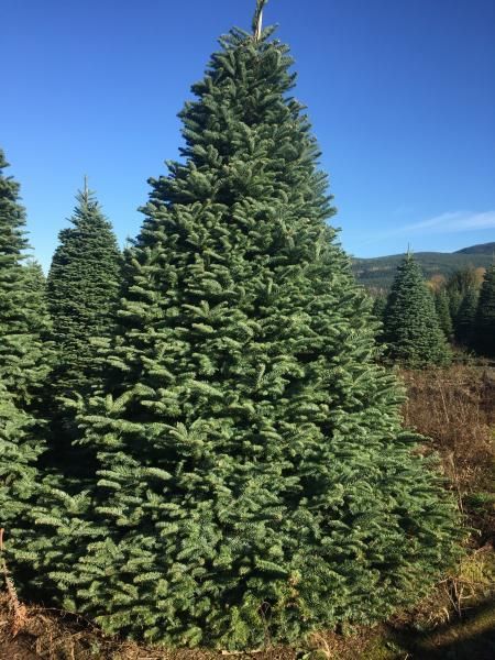 Large Christmas Tree
