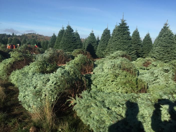 Beautiful Christmas Trees