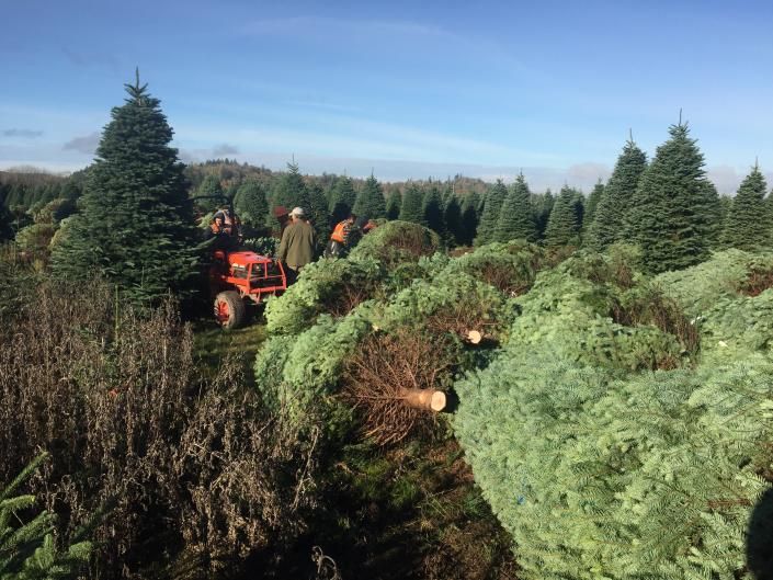 Christmas Trees at a Farm