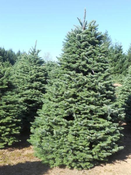 Large, Tall Christmas Tree