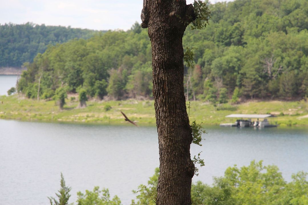 A bird is flying over a lake surrounded by trees.