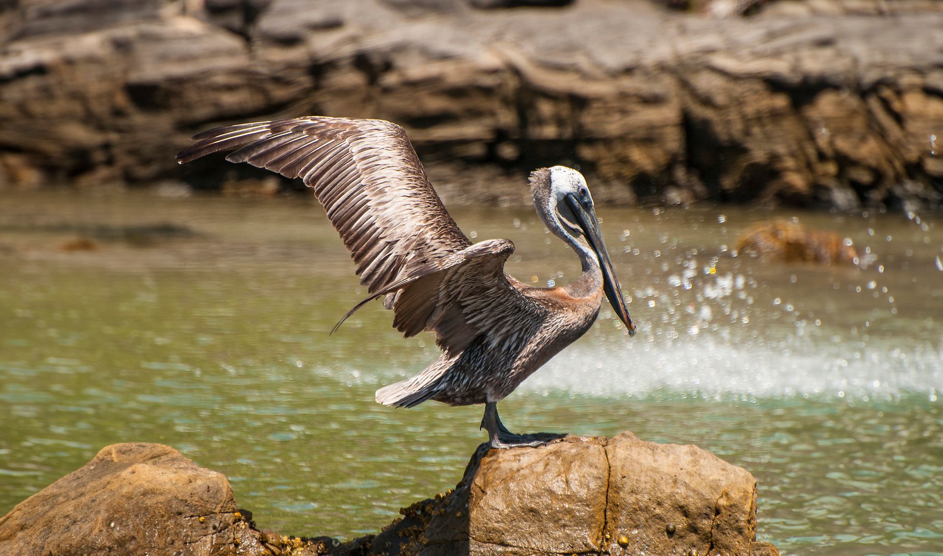 Pelican perched on a rock in the  Newport Channel with wings spread