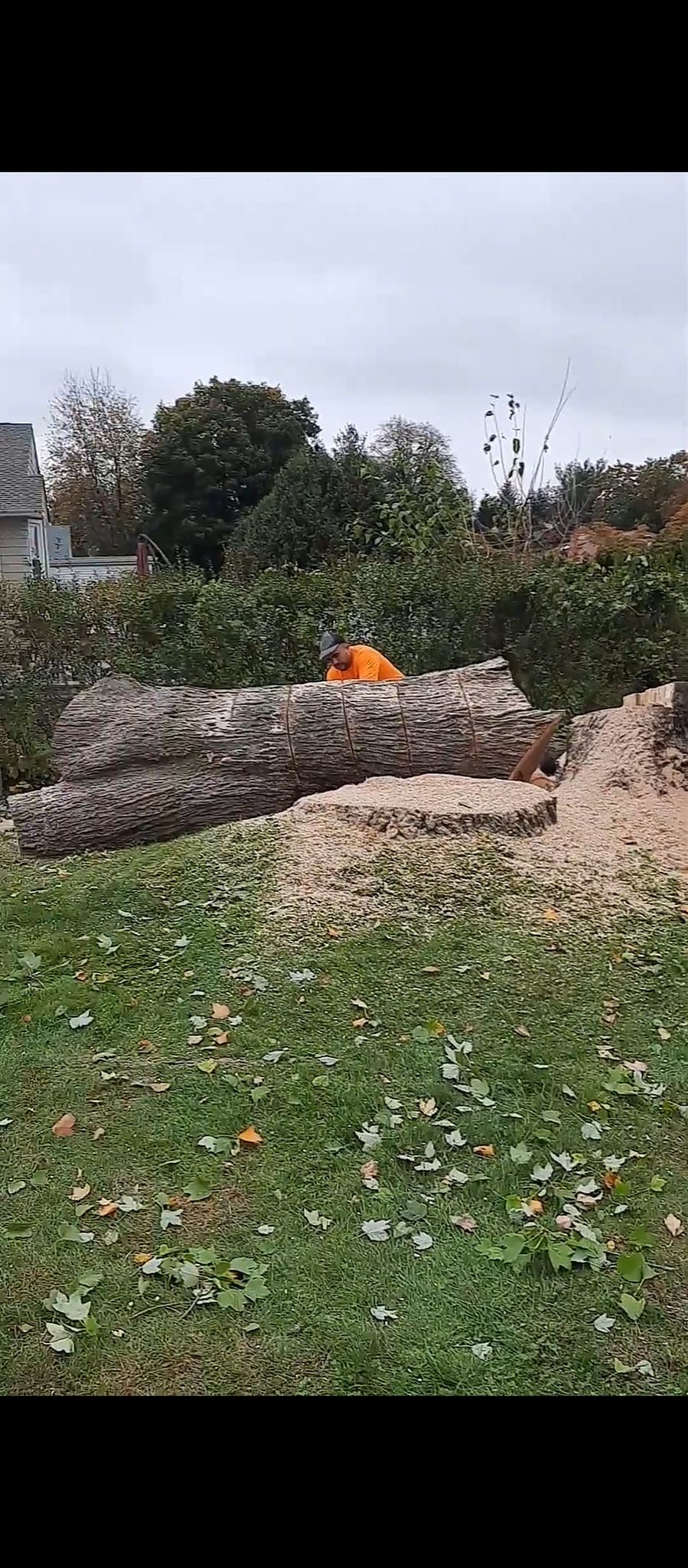 An orange object on a large rock in a grassy area with trees and a cloudy sky.