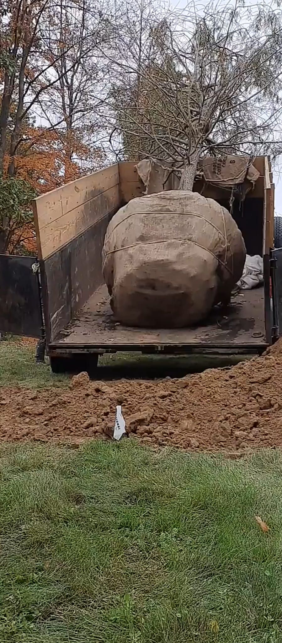 A large ball of dirt in a wooden box, on a patch of dirt and grass with trees in the background.