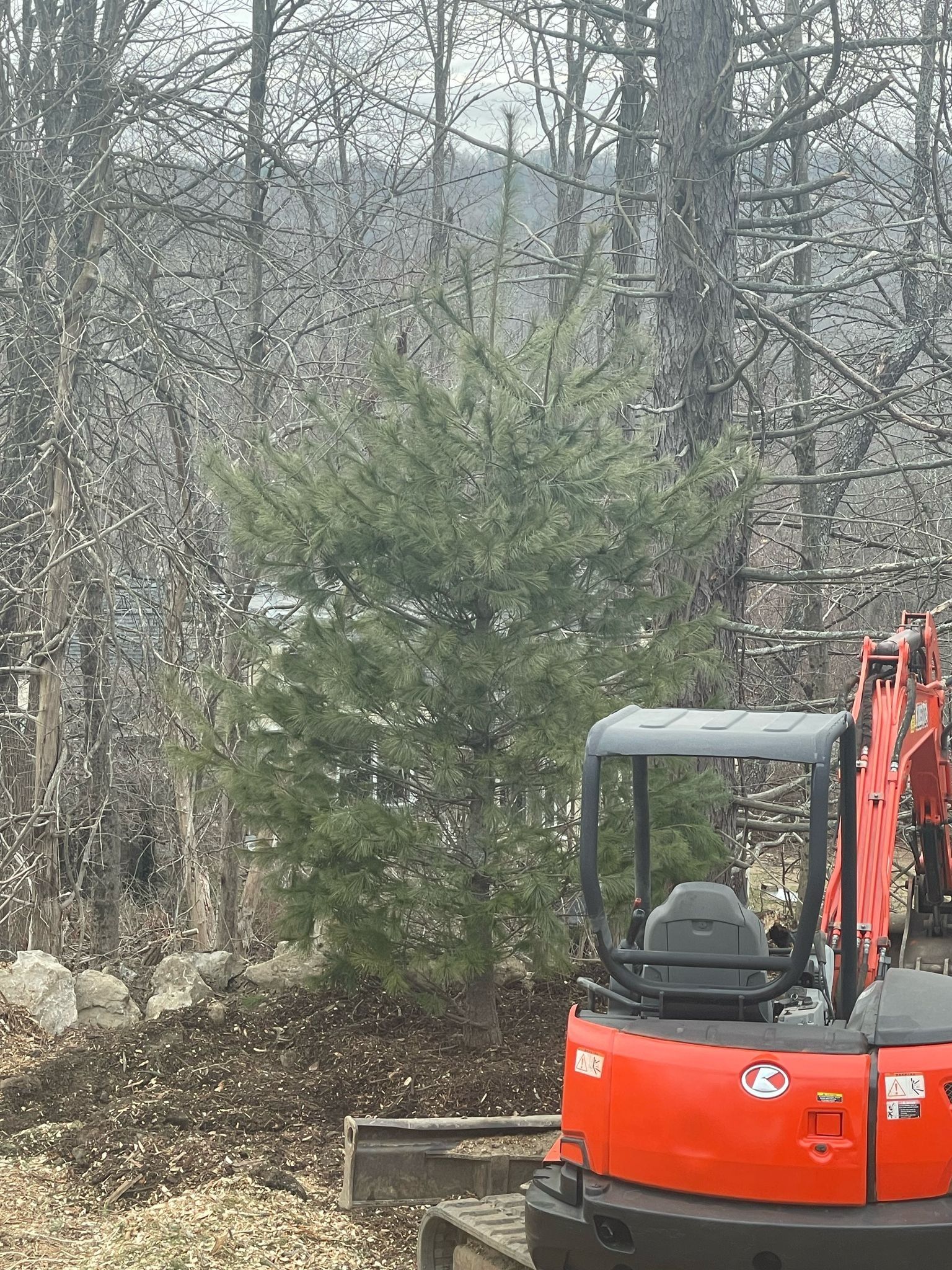 An orange mini excavator next to a evergreen tree in a wooded area.