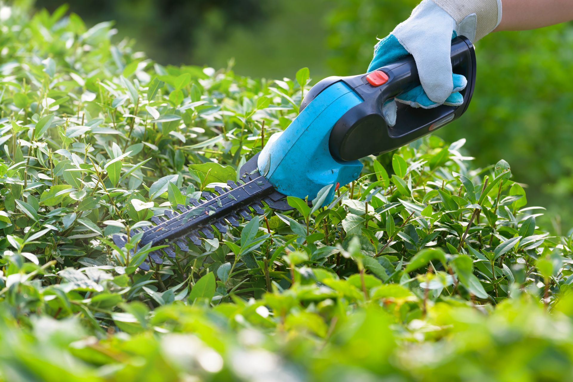 Person in garden gloves trims a hedge with an electric hedge trimmer.