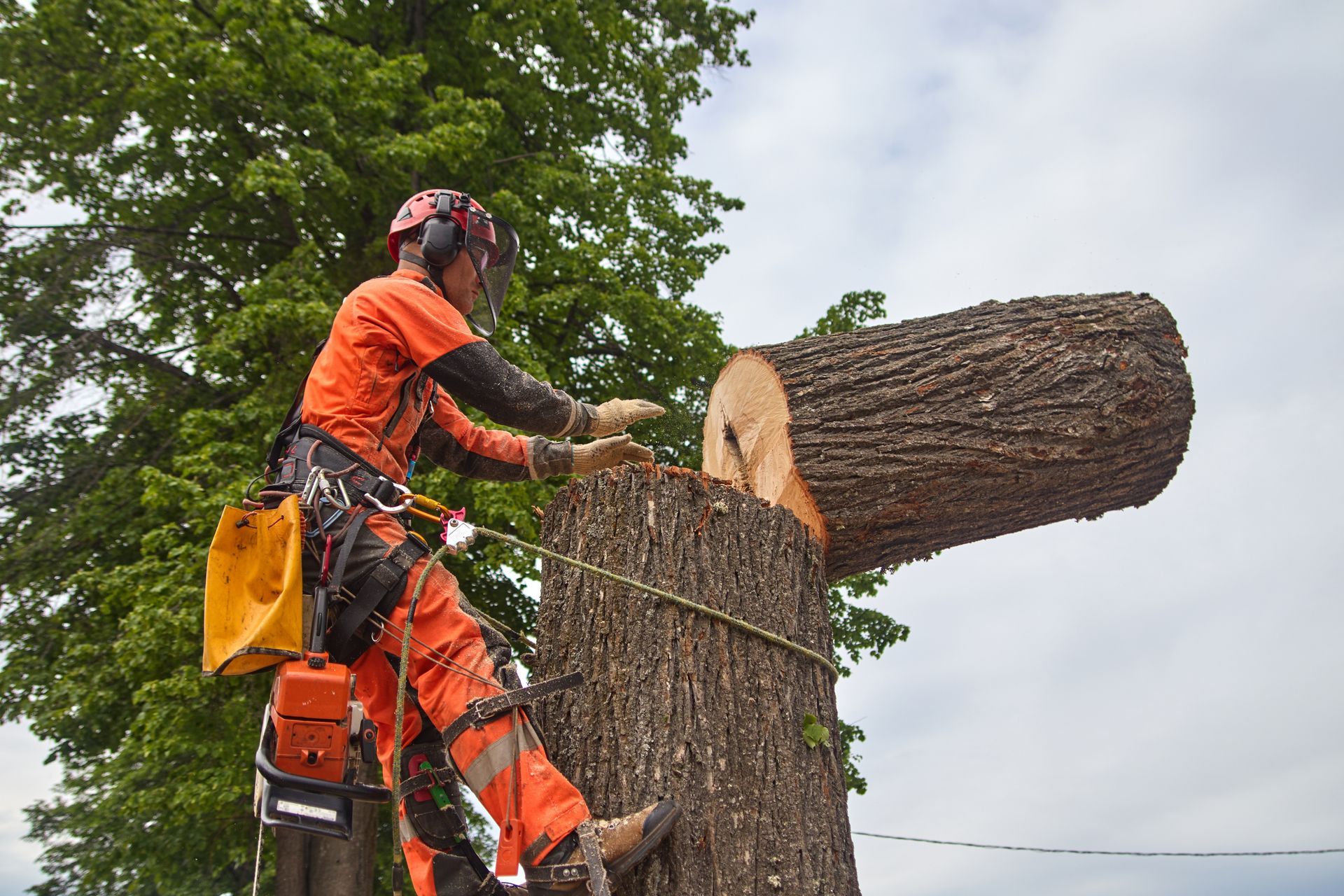 Arborist in orange suit cutting a tree branch with a chainsaw. Green leaves and cloudy sky in background.