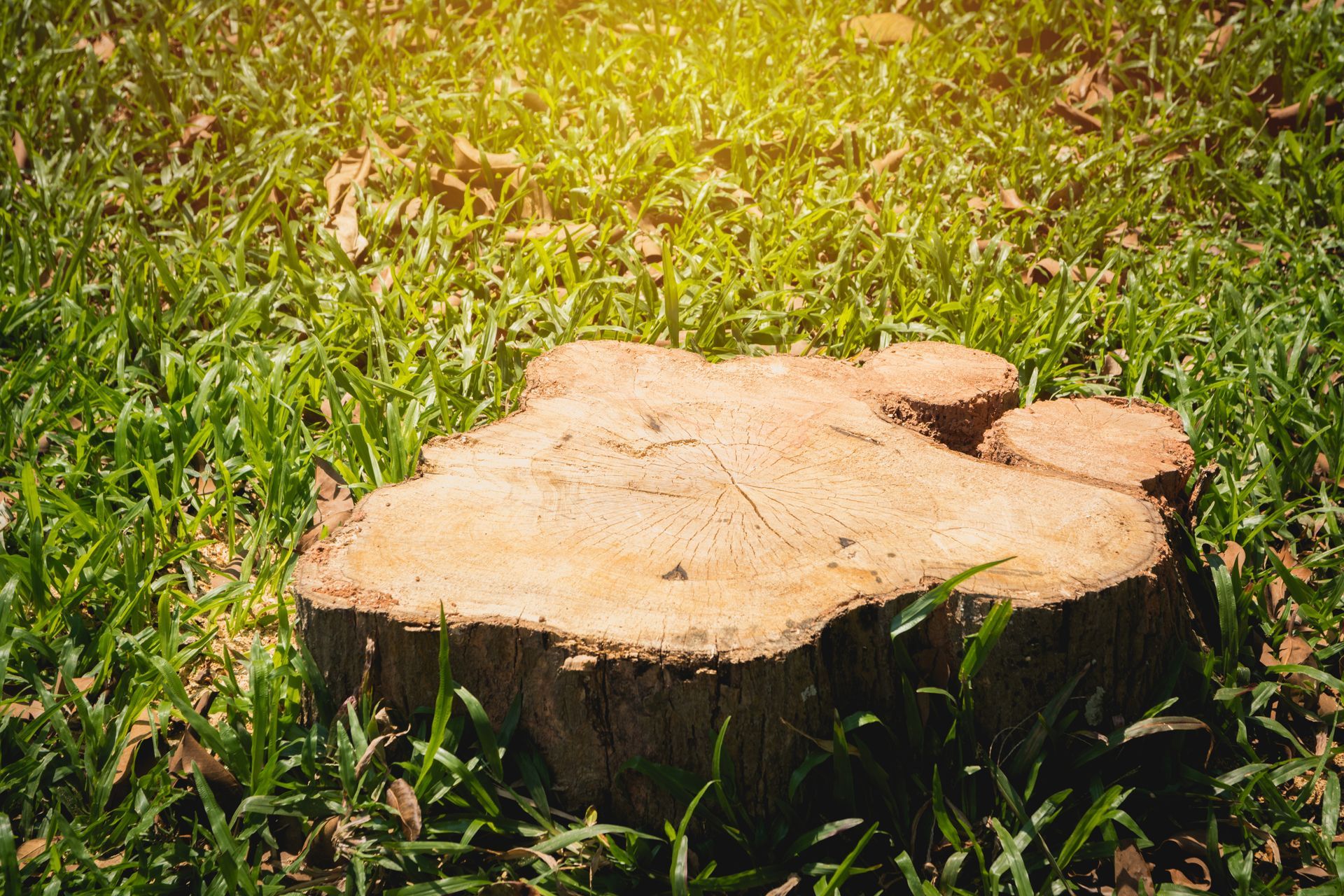 Tree stump in green grass, cut with smaller sections. Sunlight shines down.