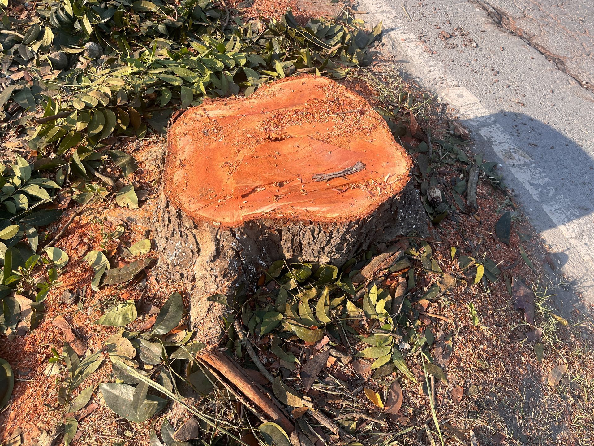 Freshly cut tree stump, reddish-brown, surrounded by wood chips and leaves, next to a paved road.