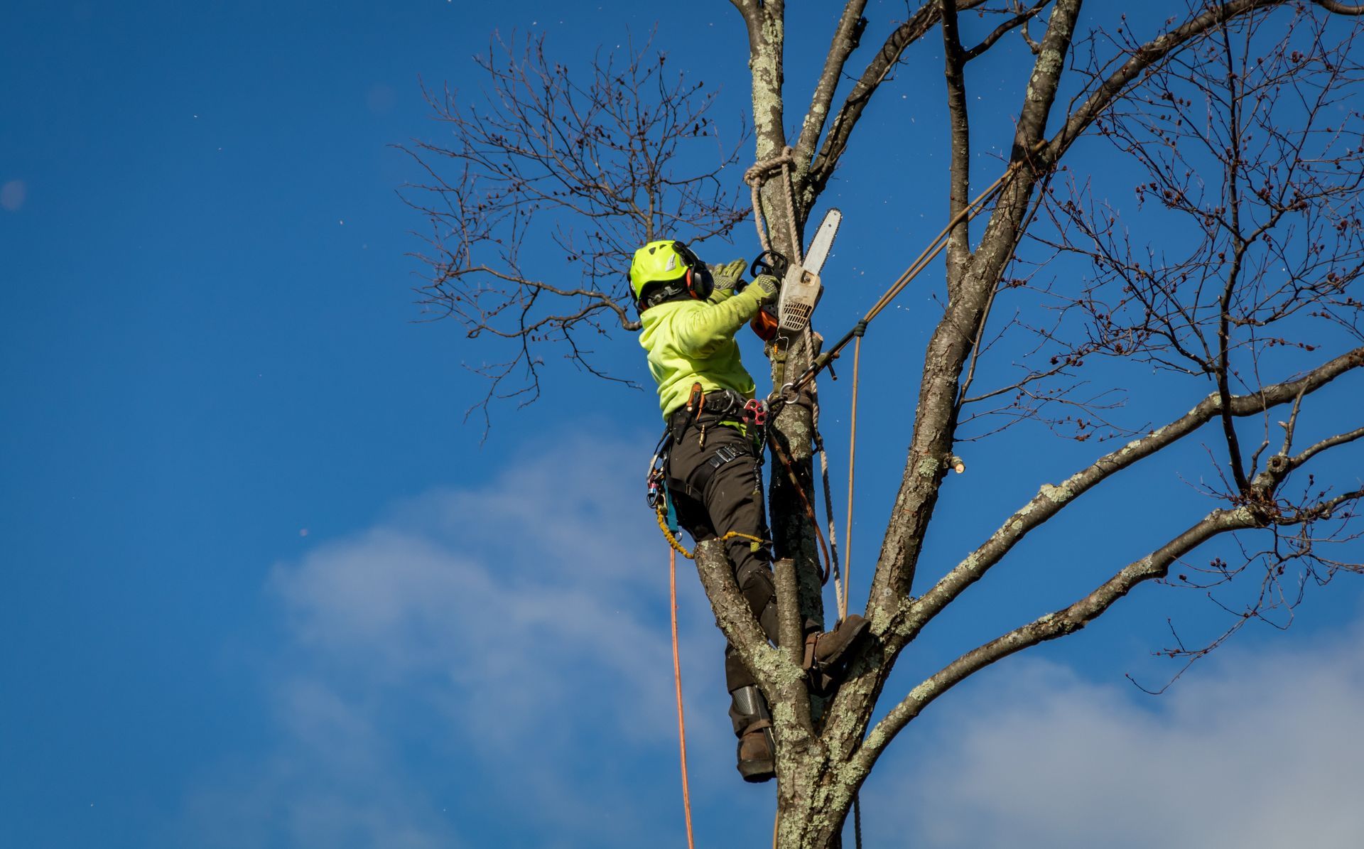 Arborist in neon green safety gear uses a chainsaw to trim a tree against a blue sky.