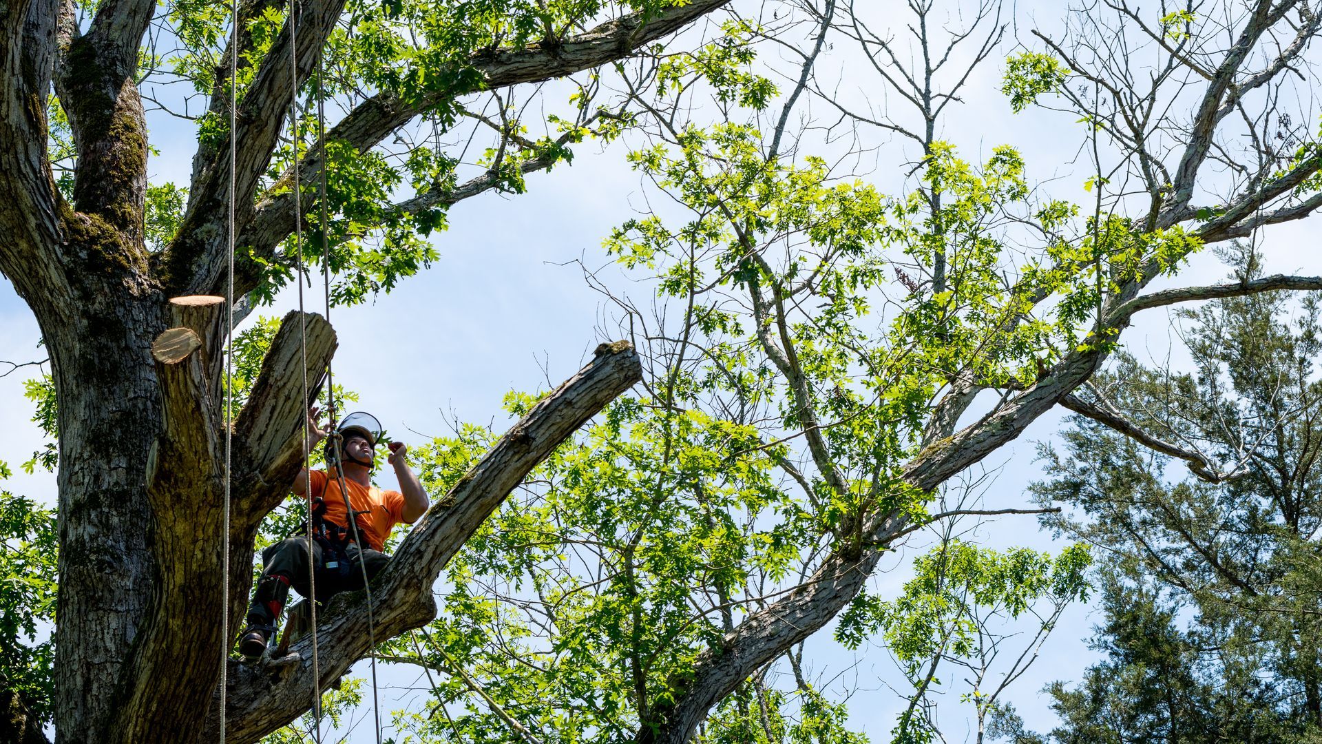 Arborist in orange safety gear, sawing a tree branch, high up in a tree.
