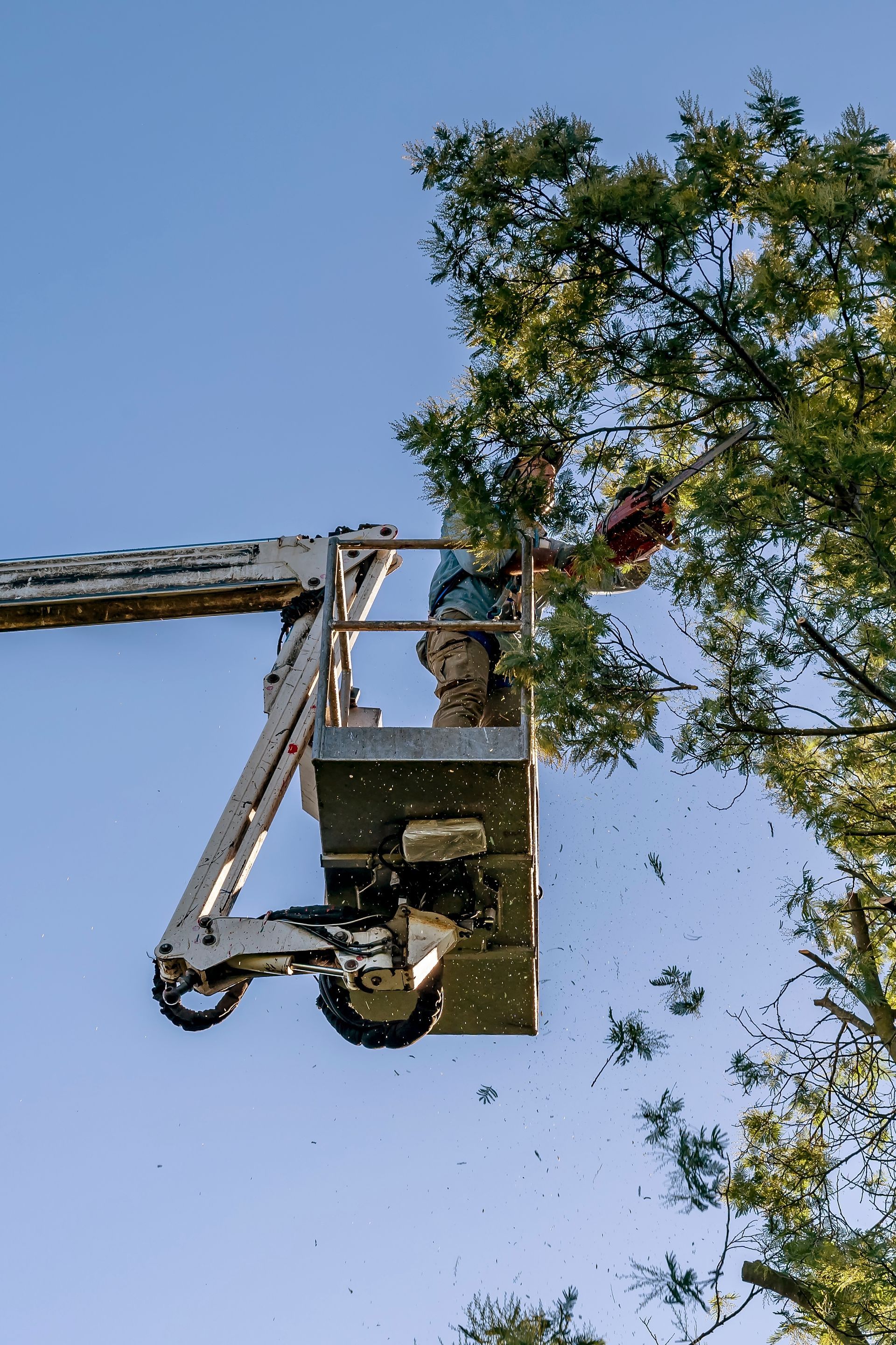 Person in a lift trimming a tree with a chainsaw against a blue sky.