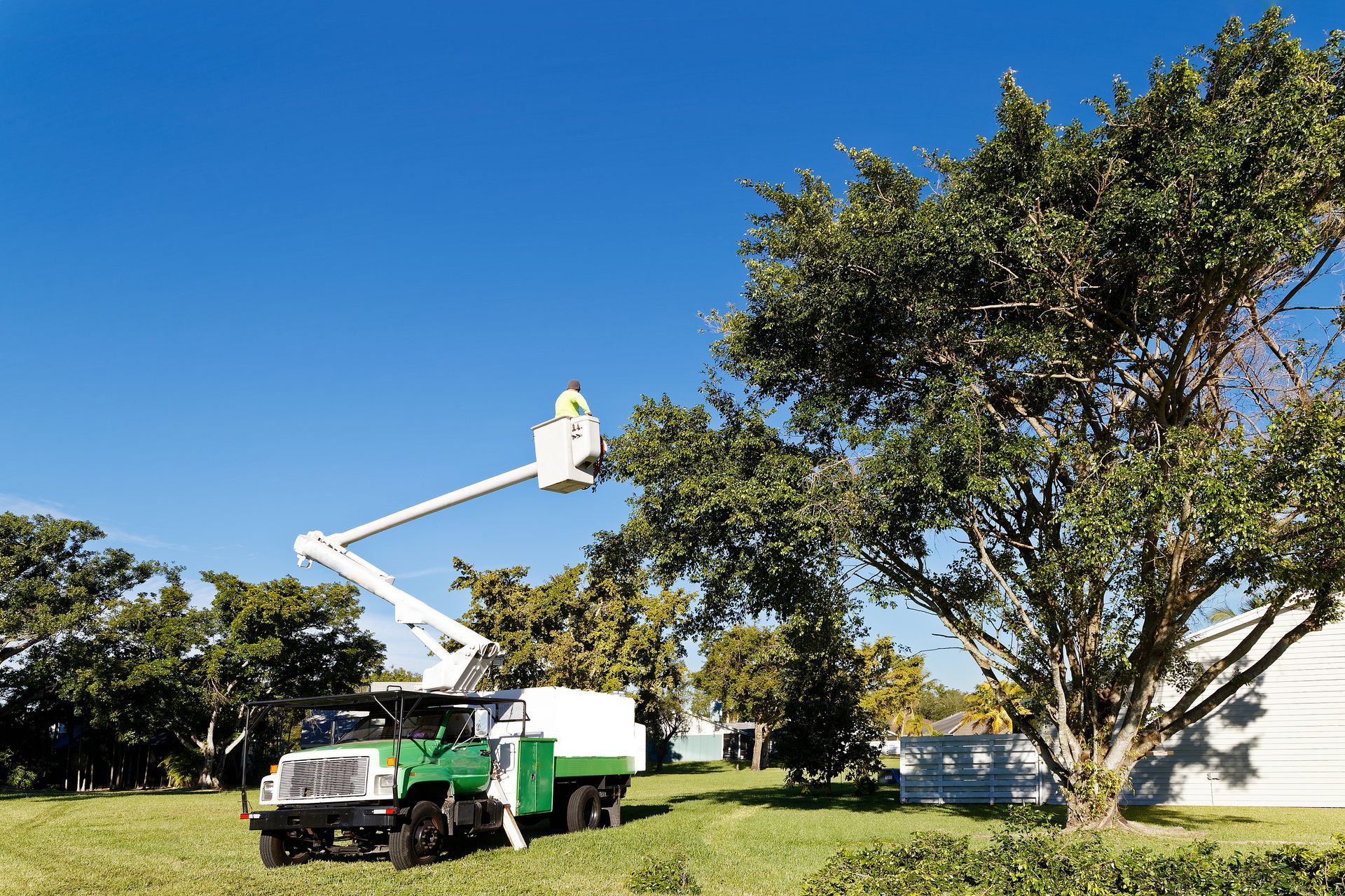 A tree trimming service truck with a worker in the bucket, cutting a tree on a sunny day.