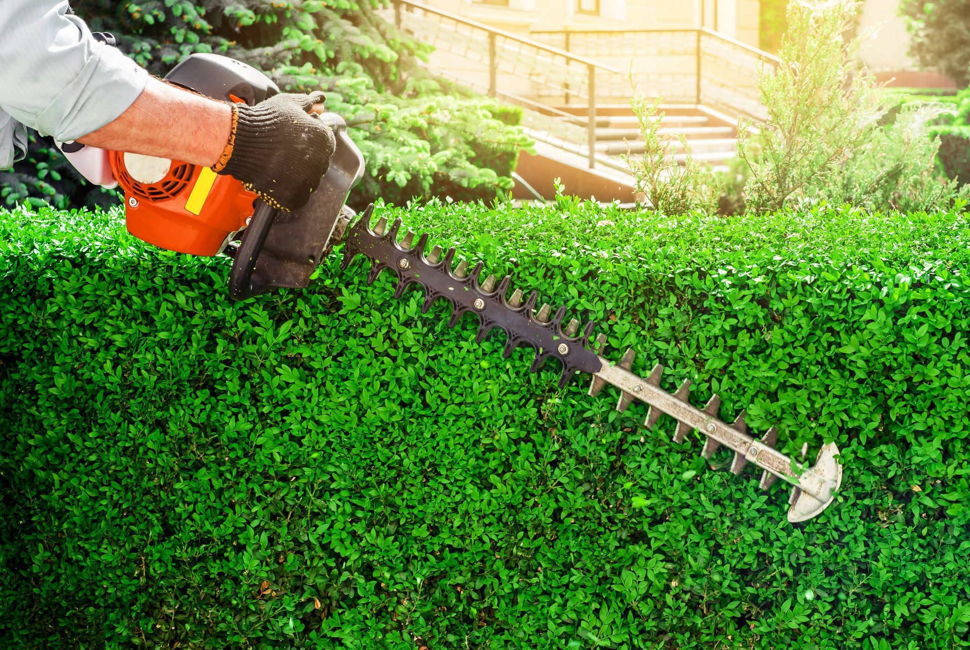 Person trimming a green hedge with an orange and black hedge trimmer outdoors.