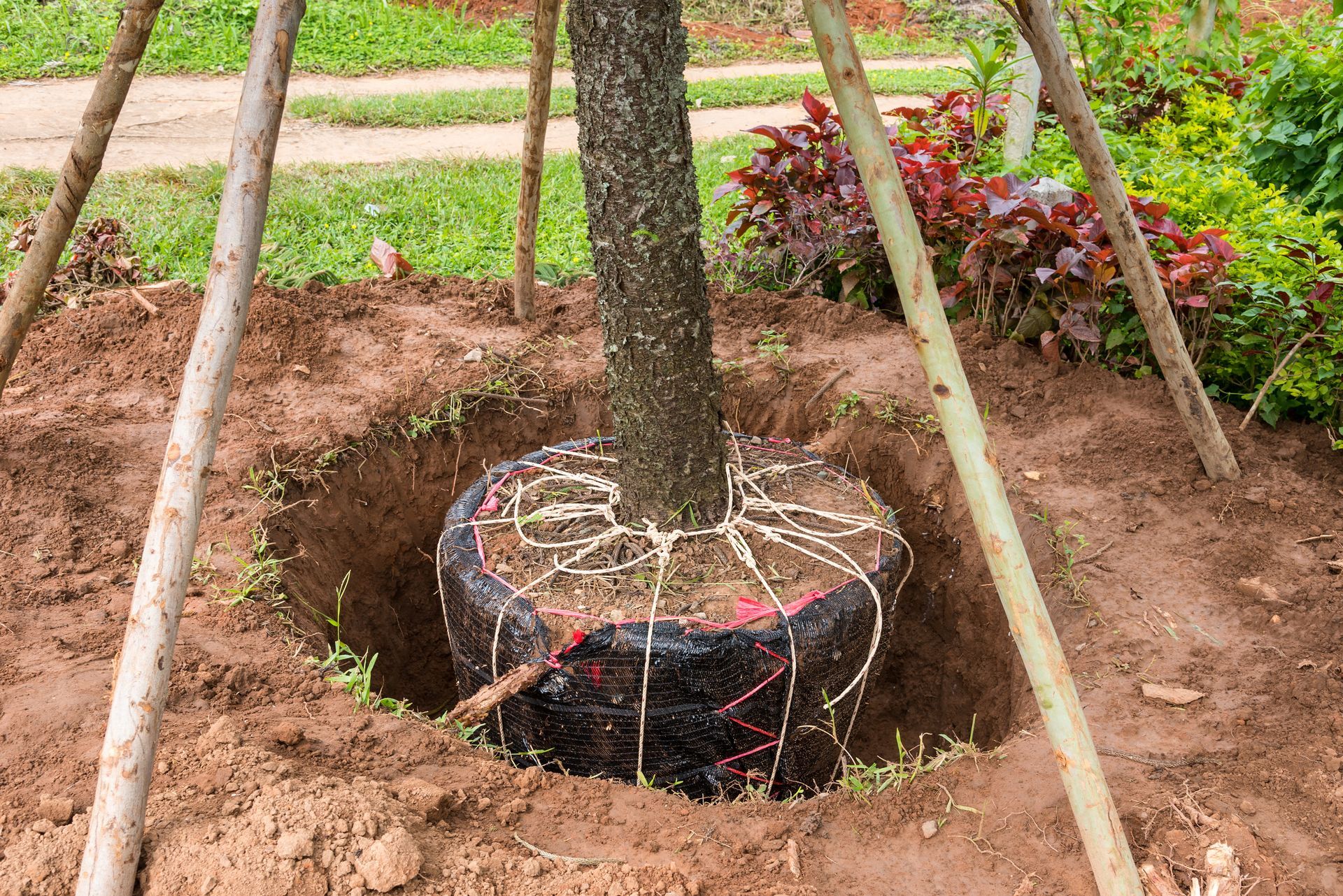 Tree planted in soil, supported by stakes. The root ball is visible, surrounded by dirt.