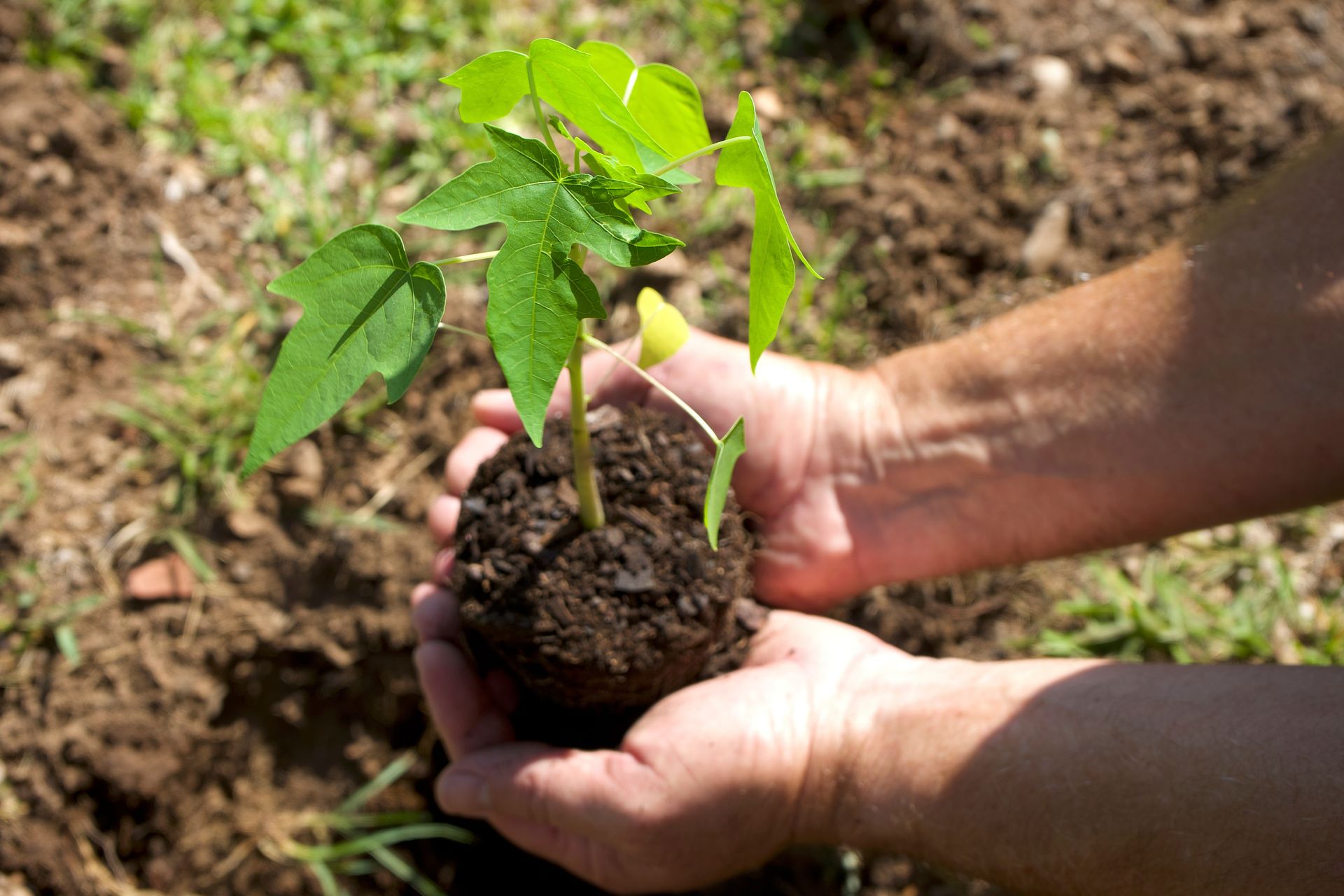 Hands holding a small plant with green leaves, ready for planting in brown soil.
