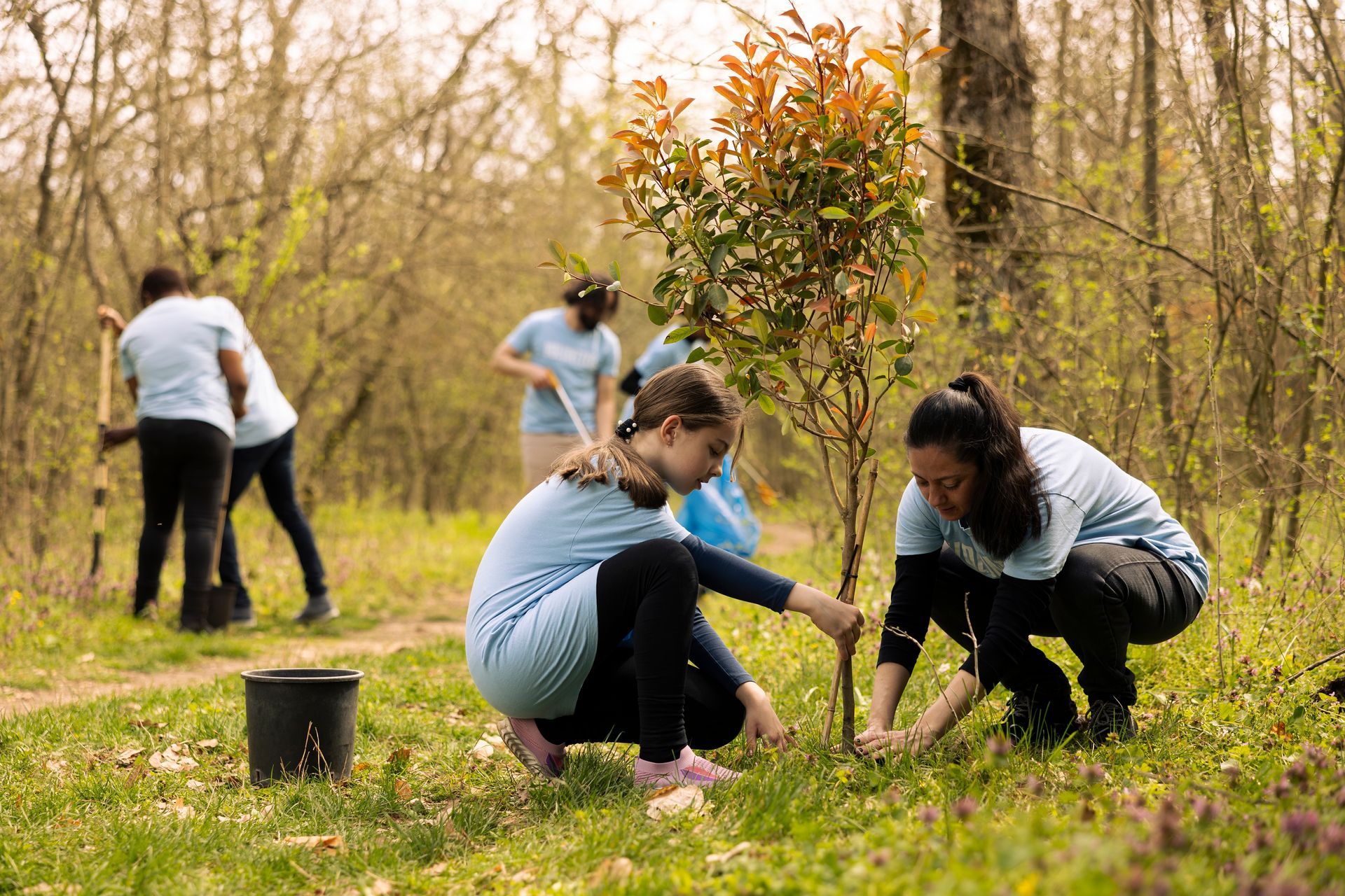 People planting a tree in a wooded area. They are wearing blue shirts and using shovels.