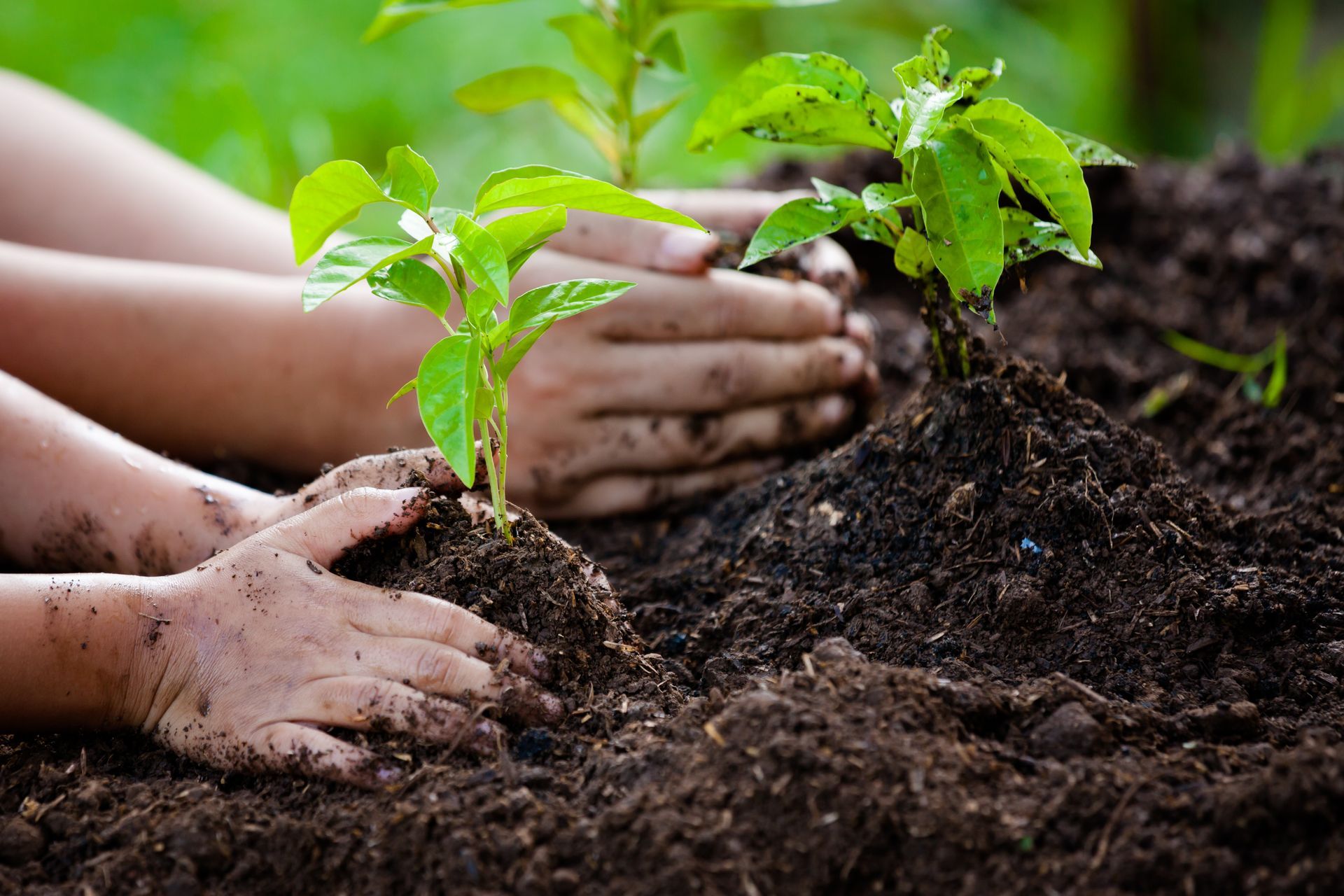 Hands planting young green plants in dark soil.