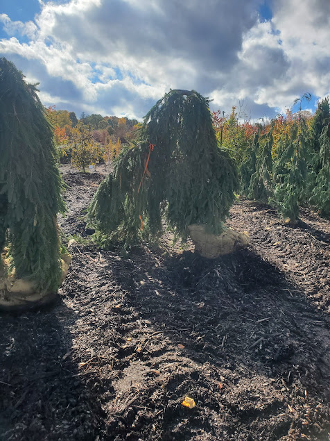 A weeping evergreen tree in a field, with a cloudy sky overhead.