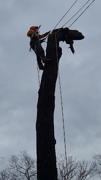 Arborist atop a tall, bare tree trunk, secured with ropes, sawing off a large branch against a cloudy sky.