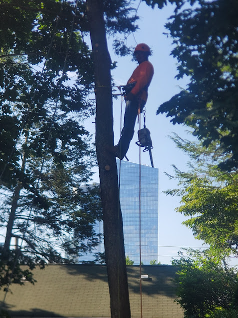 Tree worker in orange gear, secured to tree with ropes, trimming branches; tall building in the background.