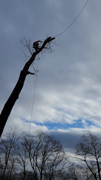 Arborist trimming a tall tree against a cloudy sky.