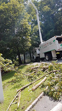 Tree service truck with lift trimming branches; debris on the ground.