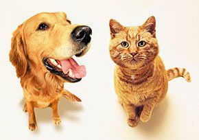 cattery-broomfield-ellon-aberdeenshire-niree-boarding-kennels-cat&dog