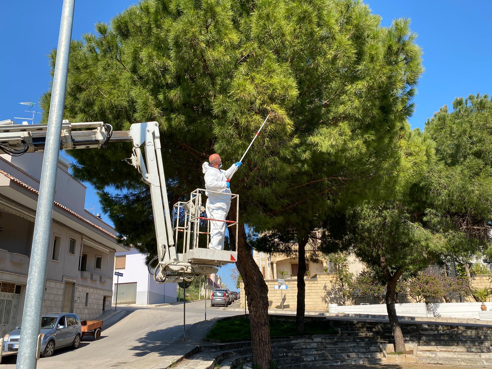 disinfestazione nido albero