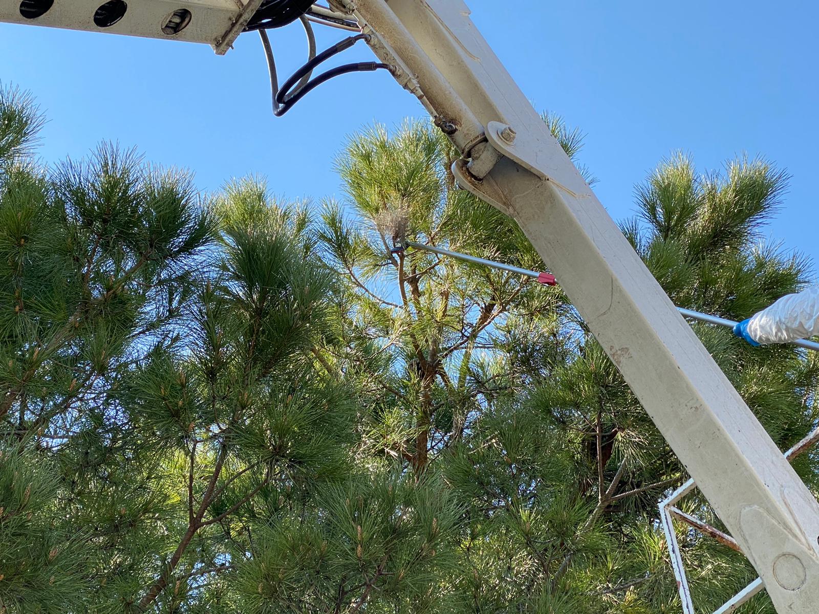 disinfestazione nido albero