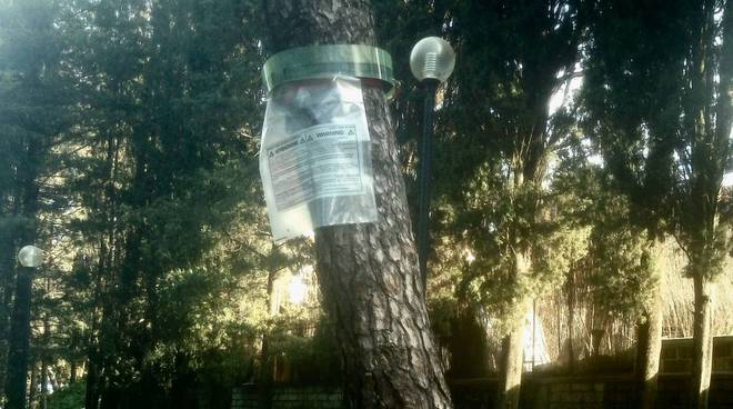 processionaria contenimento