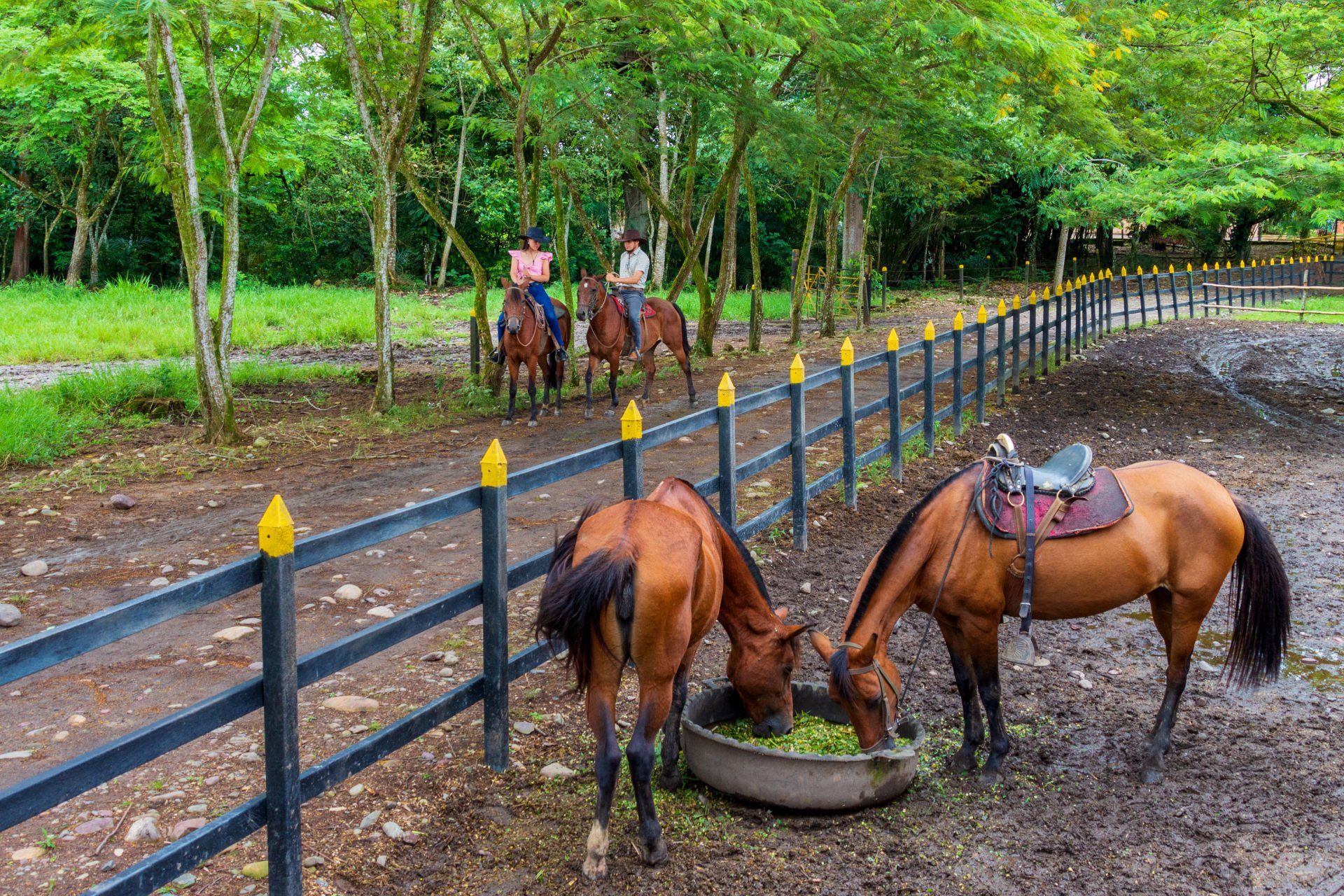Caballos en las caballerizas del Hotel Campestre La Potra, una actividad ecuestre para disfrutar en familia.