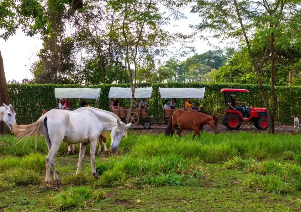 Animales de granja y tractor en Hotel Campestre La Potra, plan ideal para niños y familias en Villavicencio.