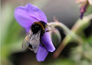 Bee on a purple flower in Northern Nevada