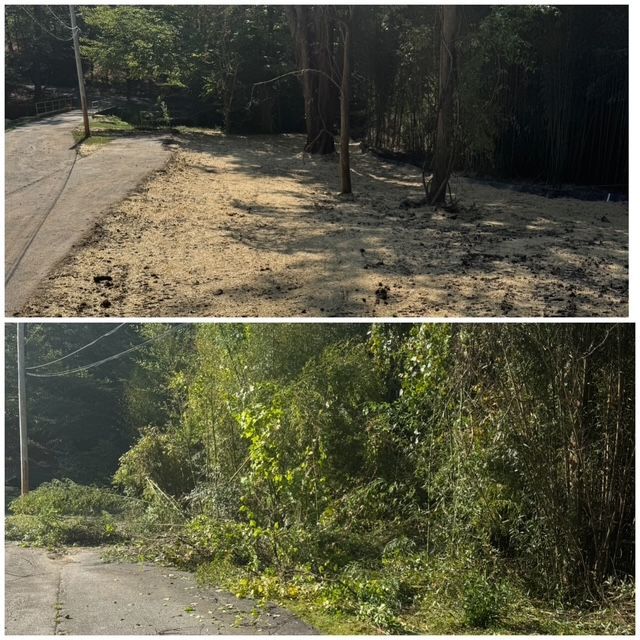 A bulldozer is cutting down trees in the woods.