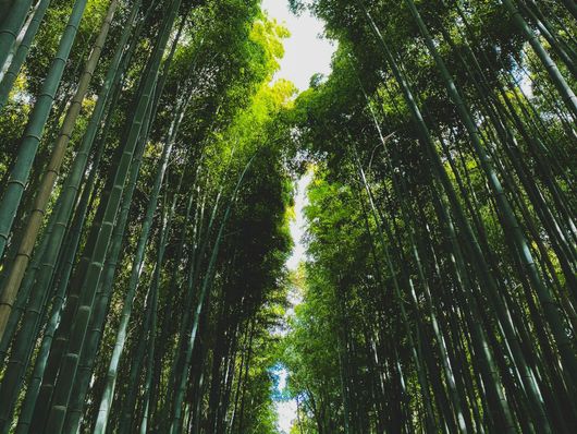 Looking up into a bamboo forest with lots of trees