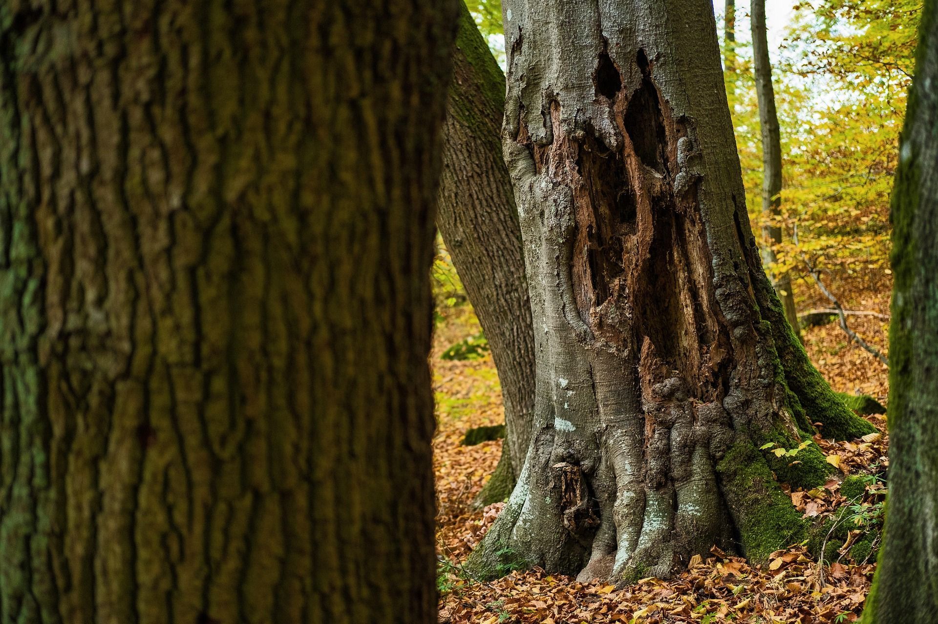 A leaning oak tree with cracked branches, showing common signs of a hazardous tree