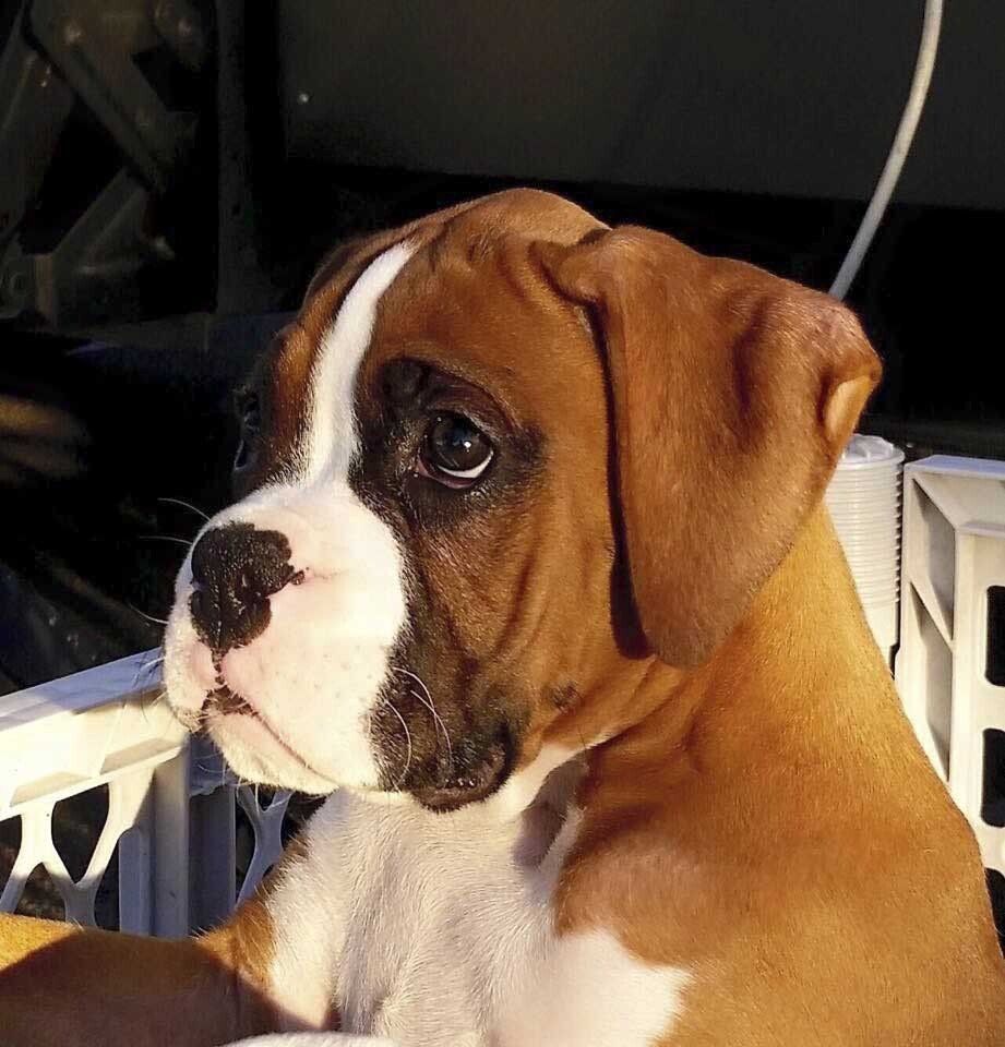 Cachorros boxer con pedigree Criadero Boxers.mx