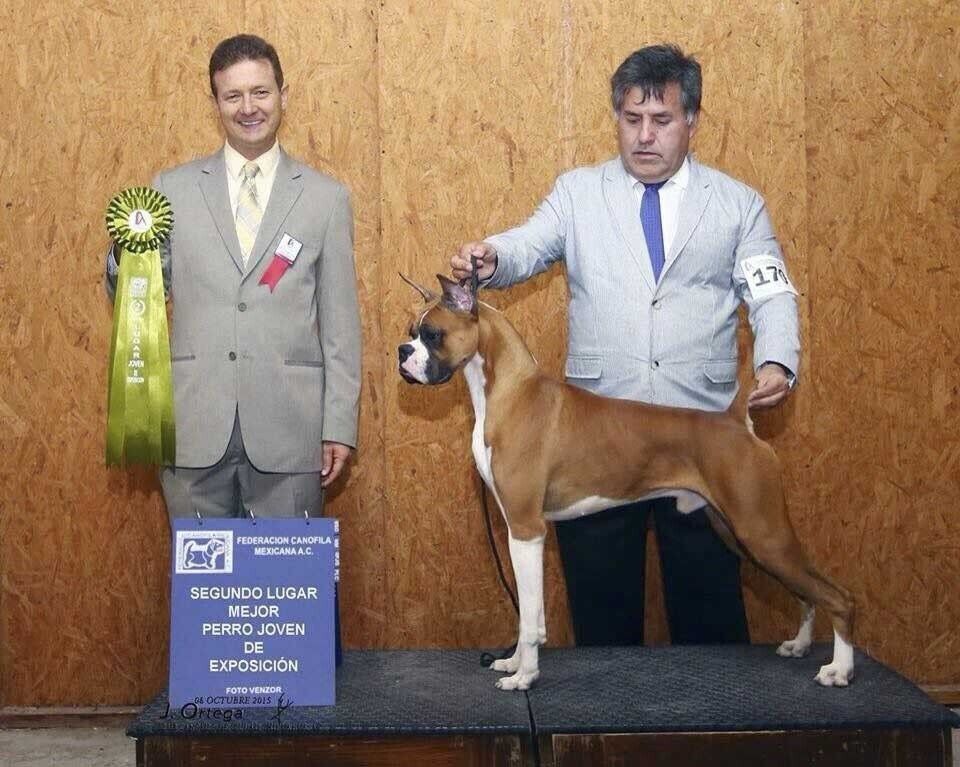 cachorros boxer con pedigree