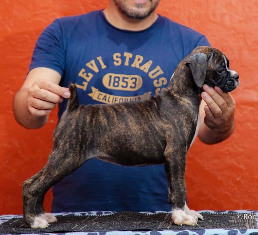 Cachorros Boxer en Venta Boxers.mx Mexico