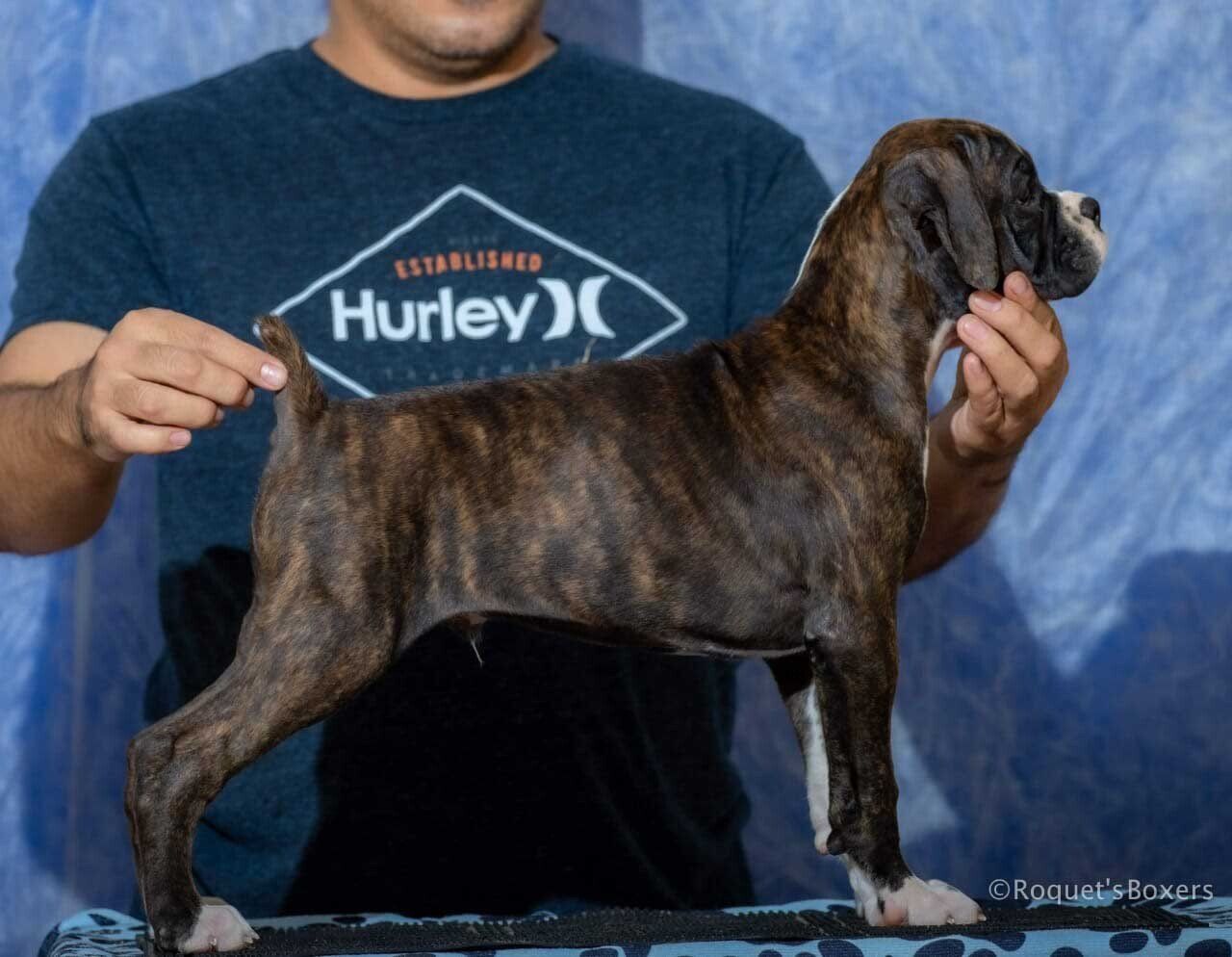 Cachorros Boxer en Venta Boxers.mx Mexico
