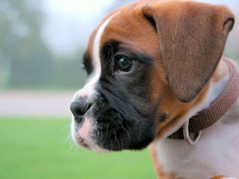 Criadero de Boxer Mexico