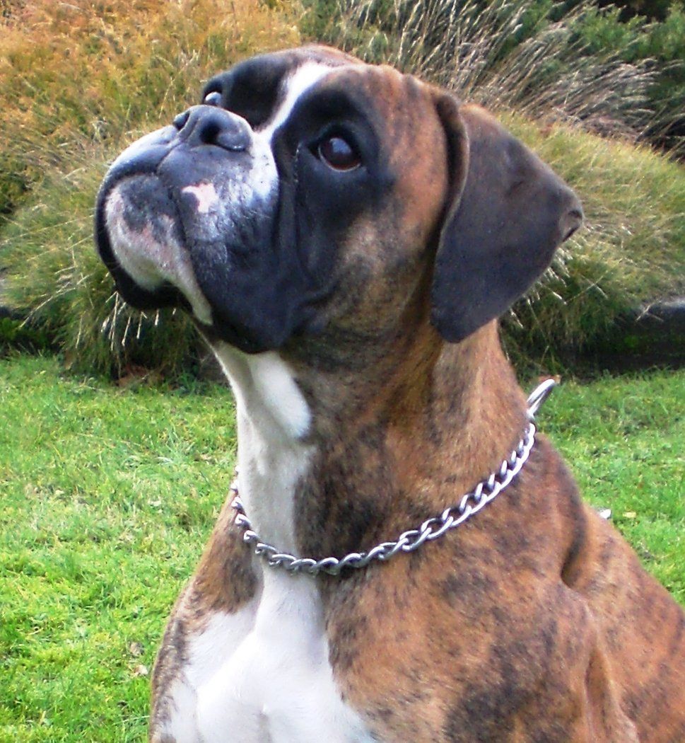 Criadero de Boxer Mexico