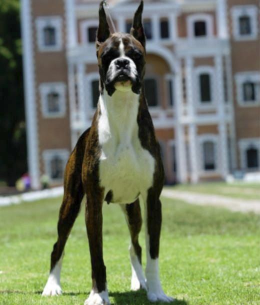 Cachorros boxer con pedigree Criadero Boxers.mx