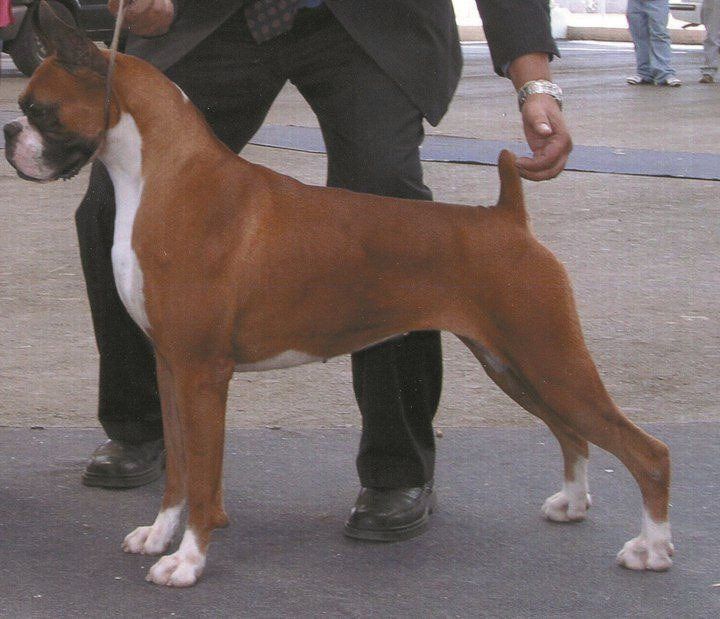 Cachorros boxer con pedigree Criadero Boxers.mx