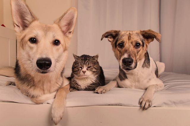 Deux chiens et un chat se prélassent sur un lit ; le chat est au milieu.