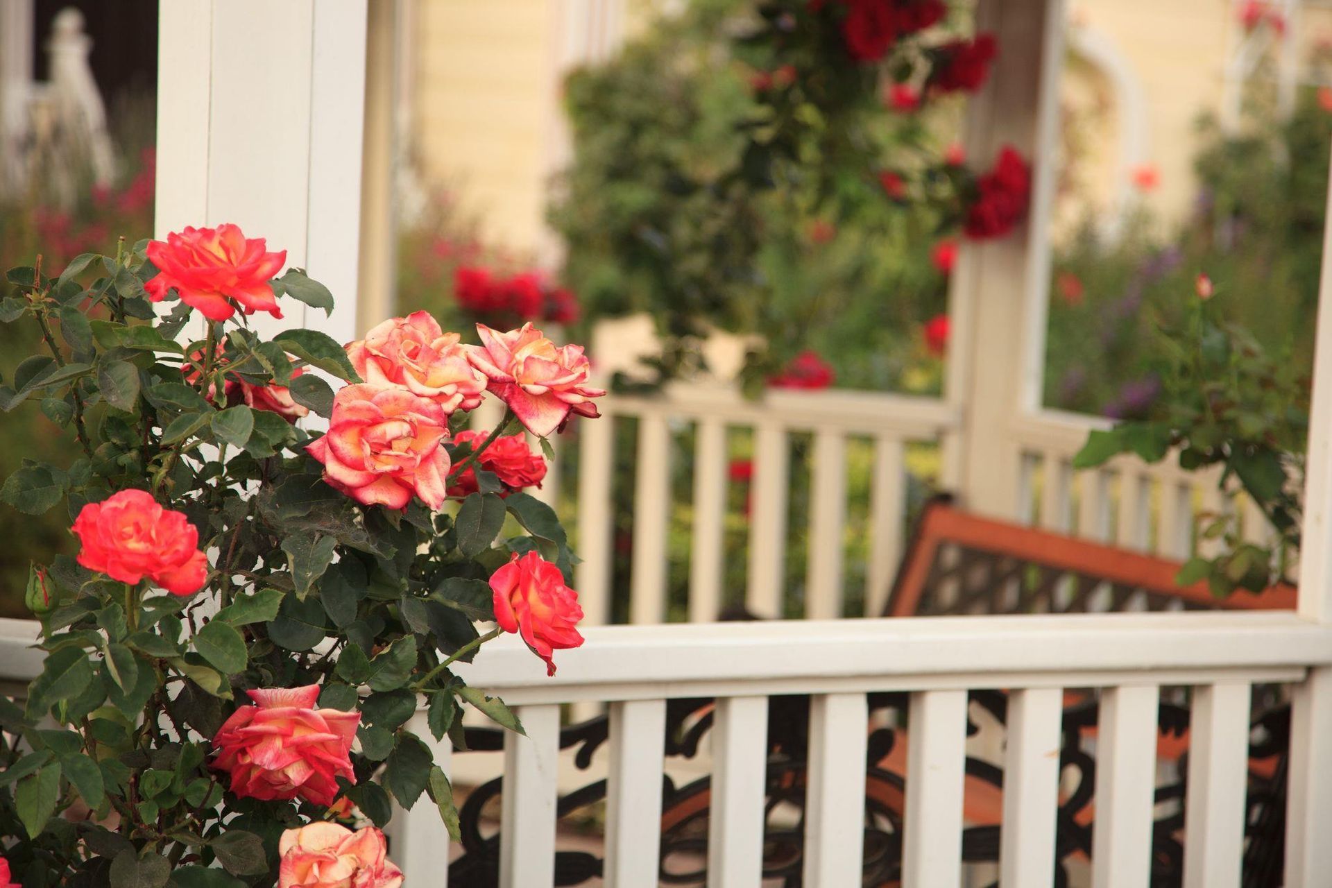 A white fence with red roses growing on it