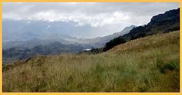 A field of tall grass with mountains in the background.